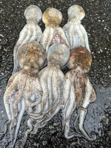 マダコの釣果