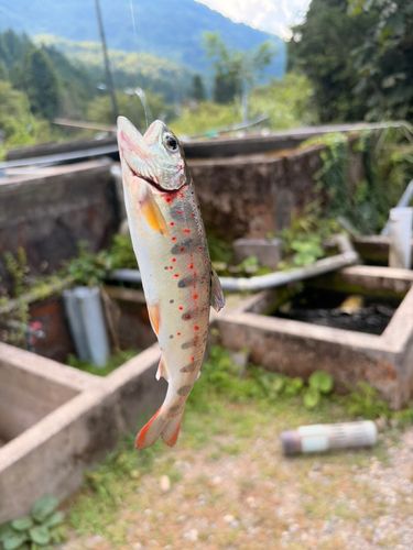 アマゴの釣果