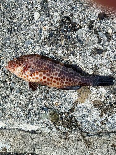 オオモンハタの釣果