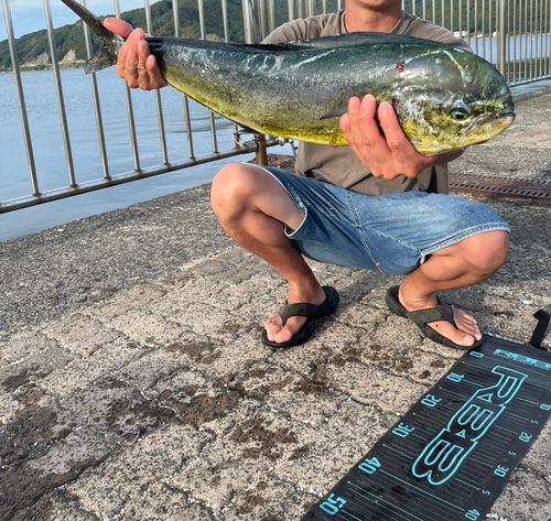 シイラの釣果