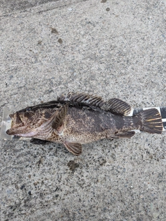 ベッコウゾイの釣果