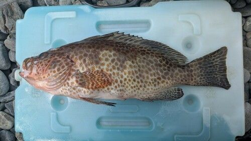 オオモンハタの釣果