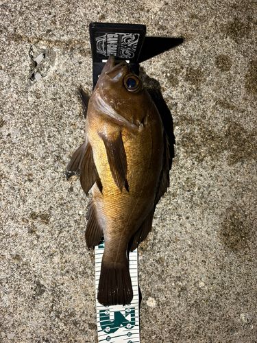 メバルの釣果