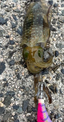 アオリイカの釣果