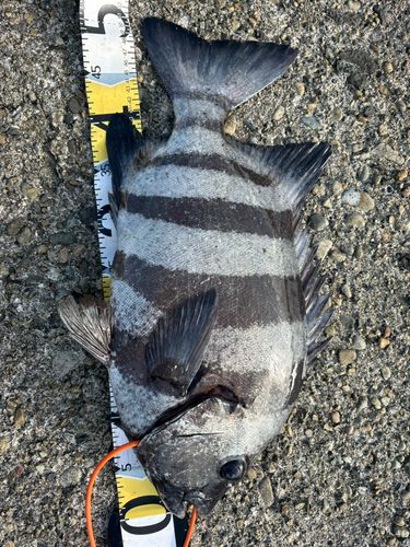 イシダイの釣果