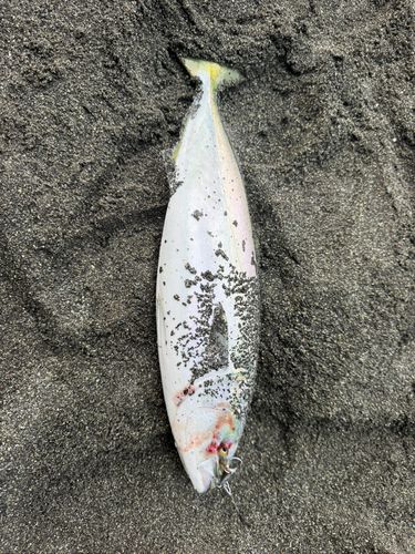 イナダの釣果