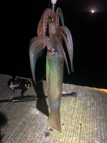 スルメイカの釣果