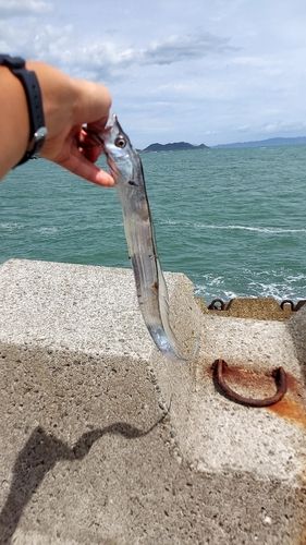 タチウオの釣果