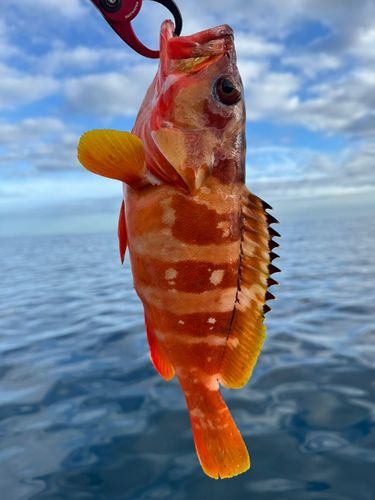 アカハタの釣果