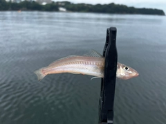 シロギスの釣果