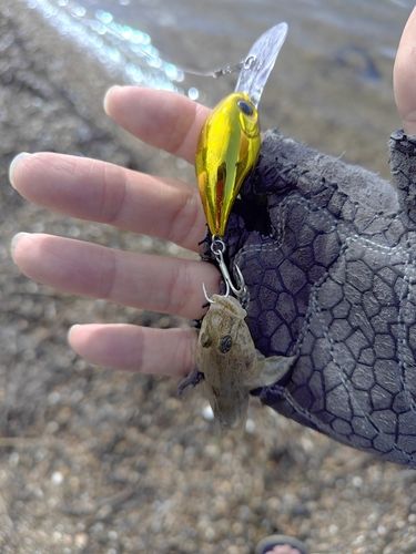 マハゼの釣果