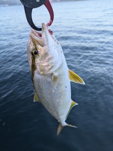 ネリゴの釣果