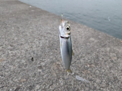 ウルメイワシの釣果