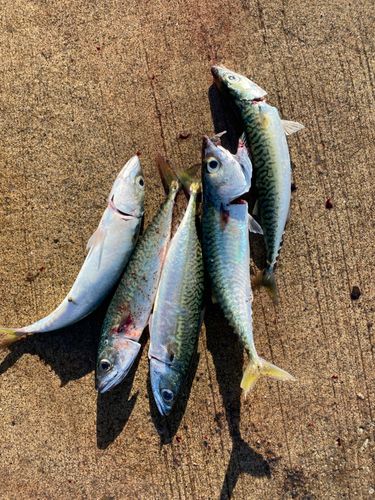 サバの釣果