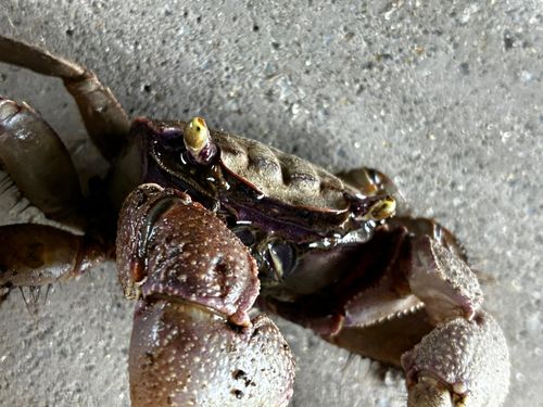 カニの釣果