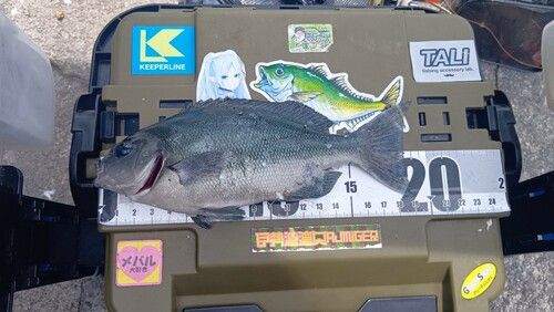 クチブトグレの釣果