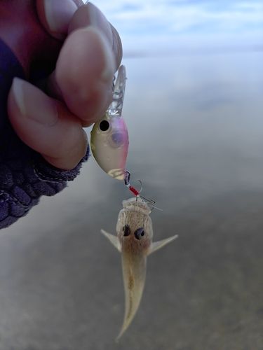 マハゼの釣果