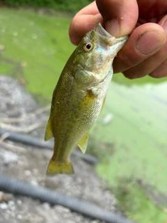 ラージマウスバスの釣果