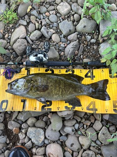 スモールマウスバスの釣果