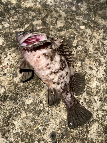 ハチガラの釣果