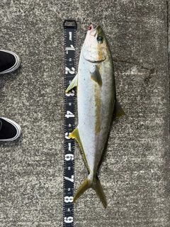 ヒラマサの釣果