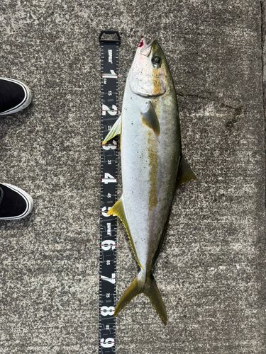 ヒラマサの釣果