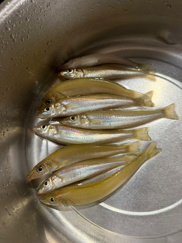 キスの釣果