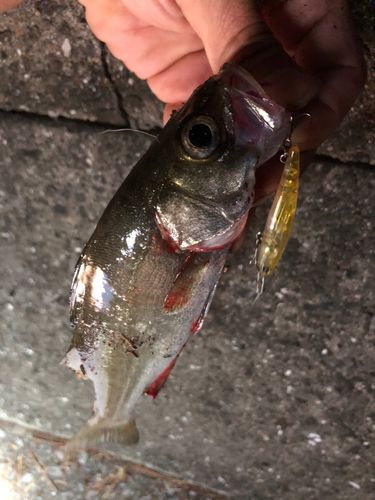 セイゴ（ヒラスズキ）の釣果