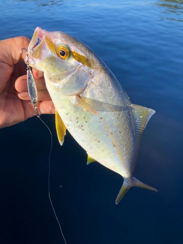 ネリゴの釣果
