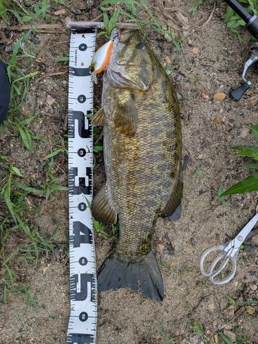 スモールマウスバスの釣果