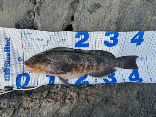 アイナメの釣果