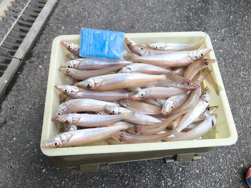 カワハギの釣果