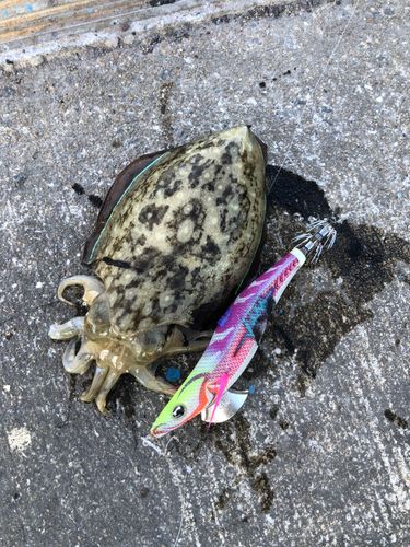モンゴウイカの釣果