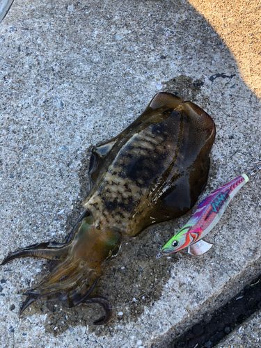 アオリイカの釣果