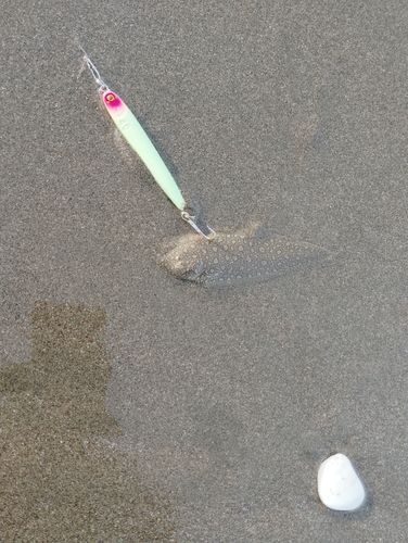 シタビラメの釣果