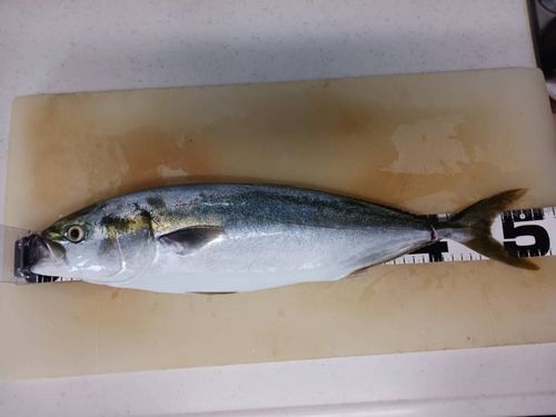 イナダの釣果