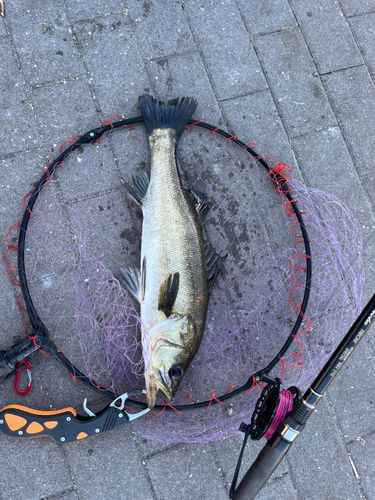 スズキの釣果