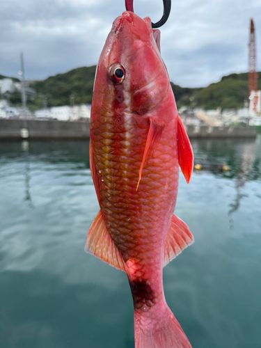ホウライヒメジの釣果