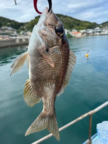 シロダイの釣果