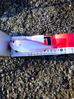 ソコイトヨリの釣果