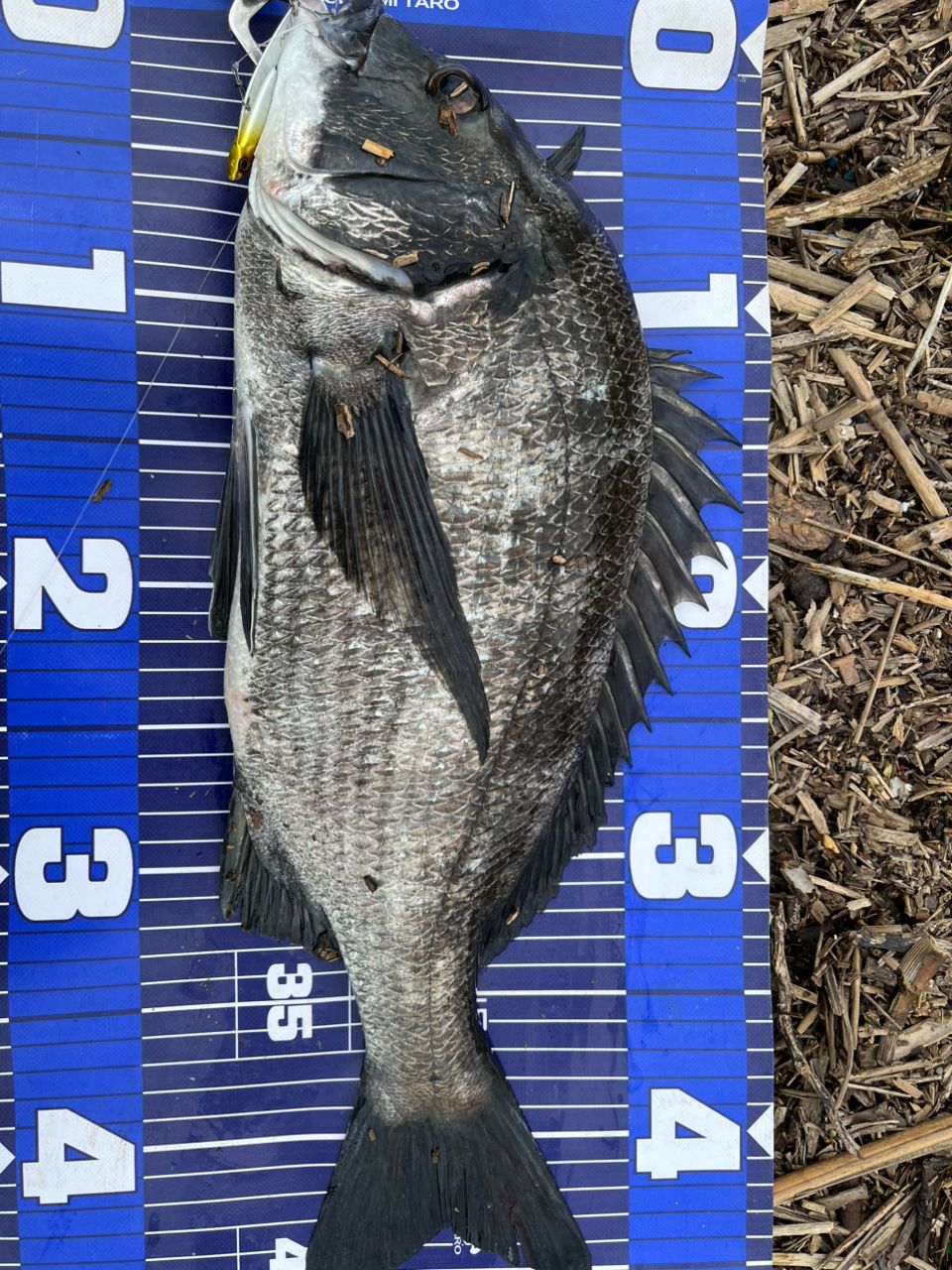 DAIWA 23ファントム リベラリスト 763M+RSBの最安値・インプレ・釣果