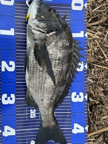 チヌの釣果