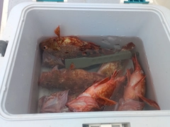 カサゴの釣果