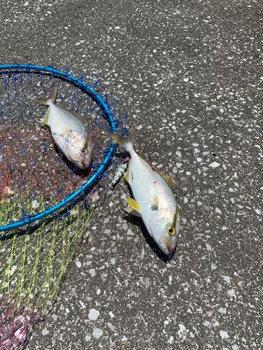 ネイリの釣果