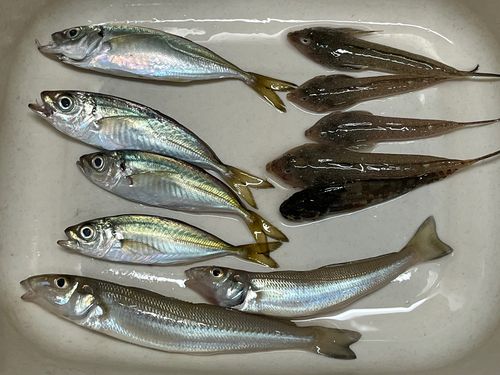 キスの釣果