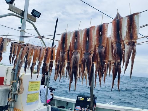 スルメイカの釣果