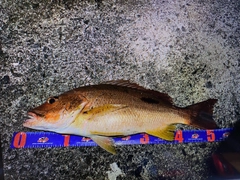 シブダイの釣果