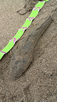 マゴチの釣果