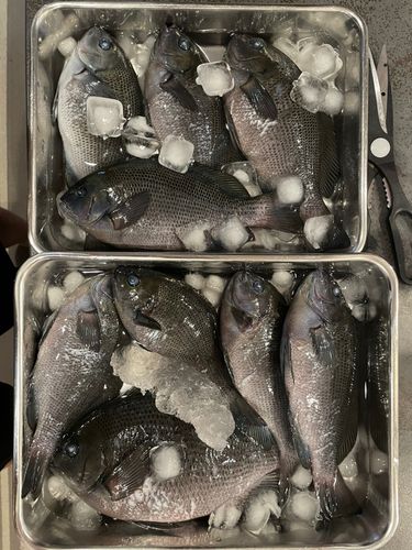グレの釣果