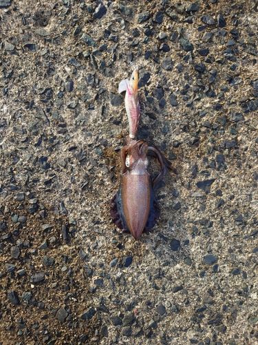 アオリイカの釣果